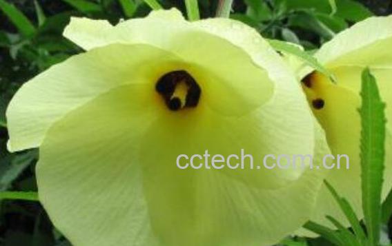 金花葵的功效与作用-1