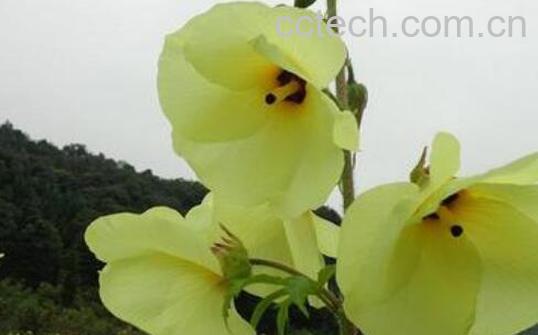 金花葵的功效与作用-0