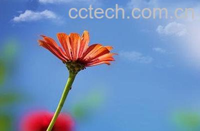 夏火草的有什么功效与作用-0