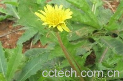 夏火草的有什么功效与作用-1