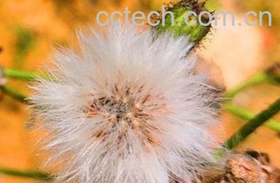 绯红蒲公英的功效与作用-0