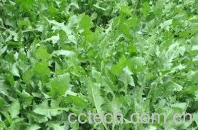 蒲公英洗脚的功效与作用-1