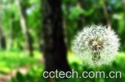 绯红蒲公英的功效与作用-1