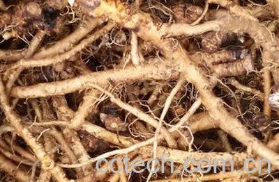 婆婆丁根的功效与作用 婆婆丁根的药用价值-0