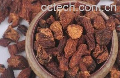 婆婆丁根的功效与作用 婆婆丁根的药用价值-1