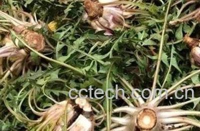 蒲公英根磨粉的有什么功效与作用-0