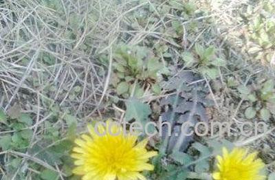 蒲公英根磨粉的有什么功效与作用-1