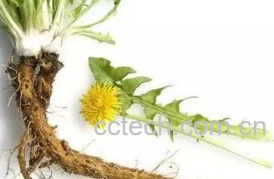 蒲公英根生熟区别-0