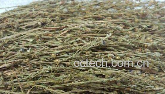 独脚金的功效与作用及食用方法-1