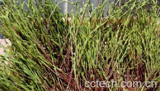 独脚金的功效与作用及食用方法-0