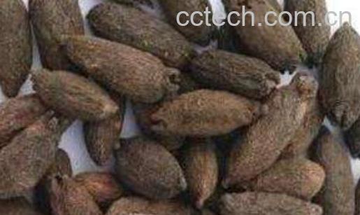 母丁香泡水喝的功效-0