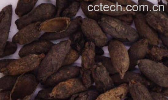 母丁香和公丁香香料的区别-1