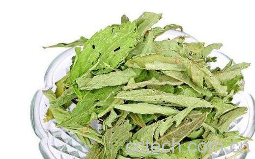 甜叶菊泡水喝的功效与作用及禁忌-1