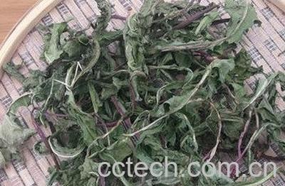 婆婆丁干的功效与作用-0