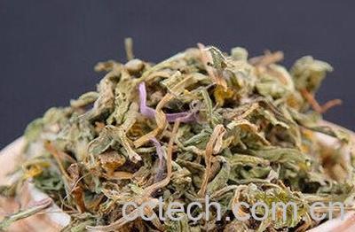 婆婆丁干的功效与作用-1