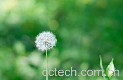 蒲公英治疗白发方法技巧 -1