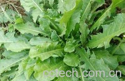 蒲公英治疗白发方法技巧 -0