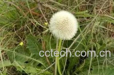 白缘蒲公英的功效与作用 白缘蒲公英的药用价值 -1