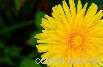 蒲公英花的功效与作用-1
