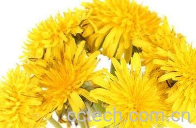 蒲公英花的功效与作用-0