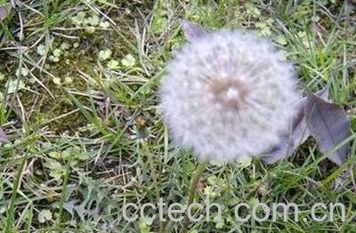 无角蒲公英图片 无角蒲公英的功效与作用-0