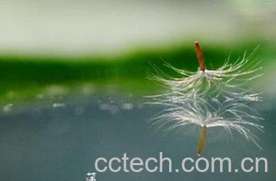 无角蒲公英图片 无角蒲公英的功效与作用-1