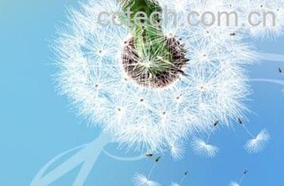 翼柄蒲公英图片，功效-0