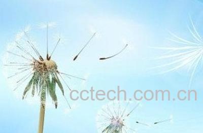 翼柄蒲公英图片，功效-1