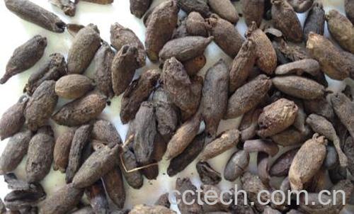 母丁香的功效与作用-0