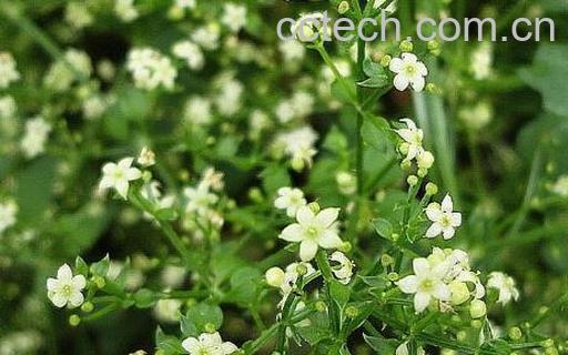 茜草的功效与作用及副作用-0