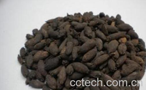 母丁香的功效与作用-1