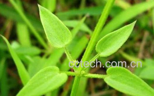 茜草煮水喝有什么功效 茜草泡水喝对身体有什么好处-0