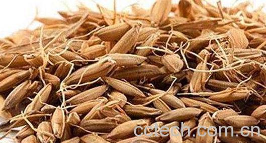 谷芽的功效和作用及药用价值-0