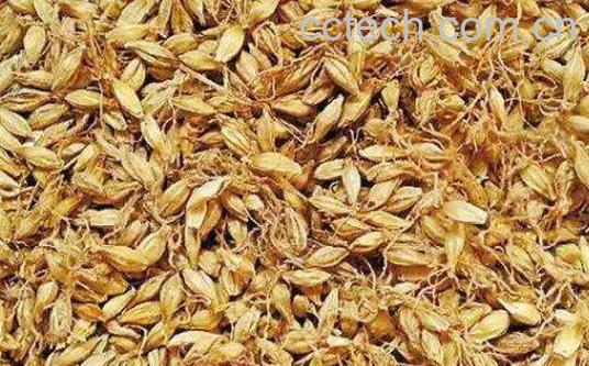 谷芽的功效和作用及药用价值-1