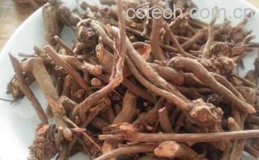 茜草煮水喝有什么功效 茜草泡水喝对身体有什么好处-1