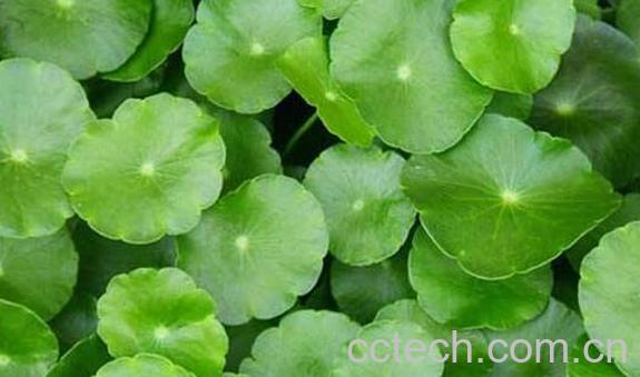 积雪草的功效与作用 积雪草对皮肤的作用-0