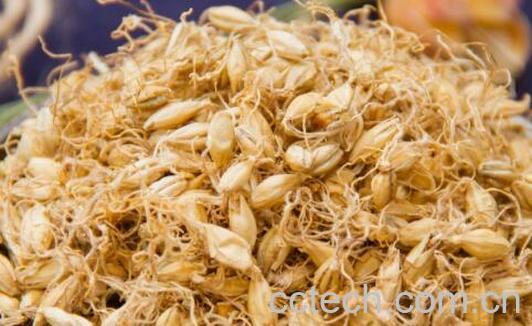 炒麦芽的功效和作用-0