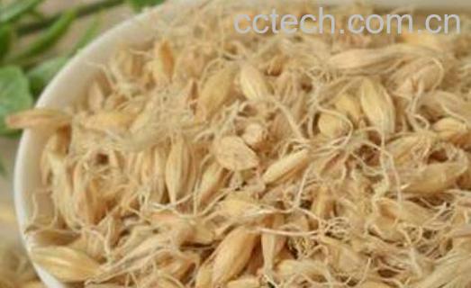 炒麦芽的功效和作用-1