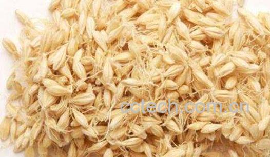 麦芽的功效和作用及禁忌-1