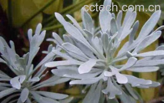 玉芙蓉的功效与作用-1