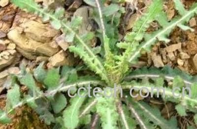 拉萨蒲公英图片 拉萨蒲公英的功效与作用-0