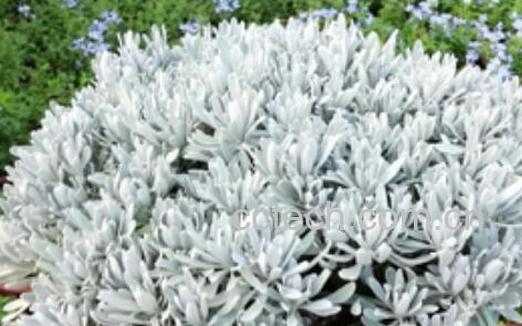 玉芙蓉的功效与作用-0