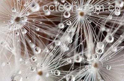 拉萨蒲公英图片 拉萨蒲公英的功效与作用-1