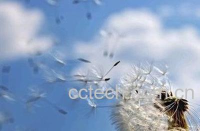 异苞蒲公英图片 异苞蒲公英的功效与作用-0