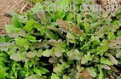 异苞蒲公英图片 异苞蒲公英的功效与作用-1