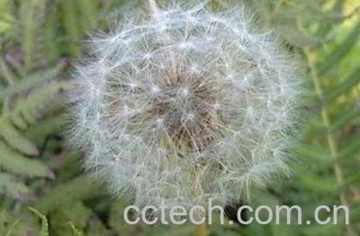 长角蒲公英图片 长角蒲公英的功效与作用-0
