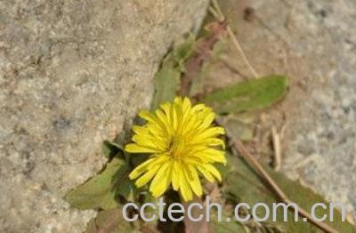 长角蒲公英图片 长角蒲公英的功效与作用-1