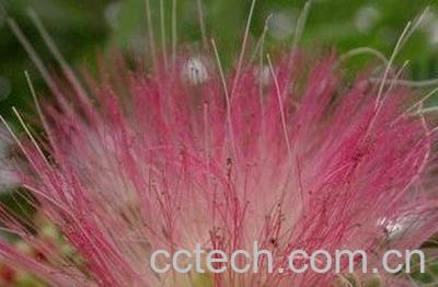 紫花蒲公英的功效与作用-0