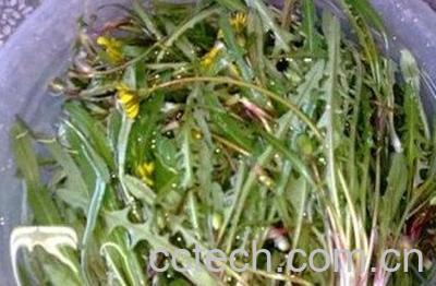 蒸婆婆丁的功效与作用-0