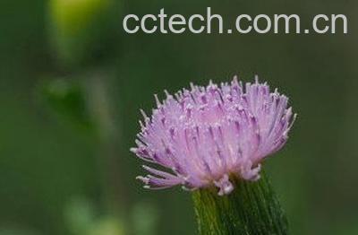 紫花蒲公英的功效与作用-1